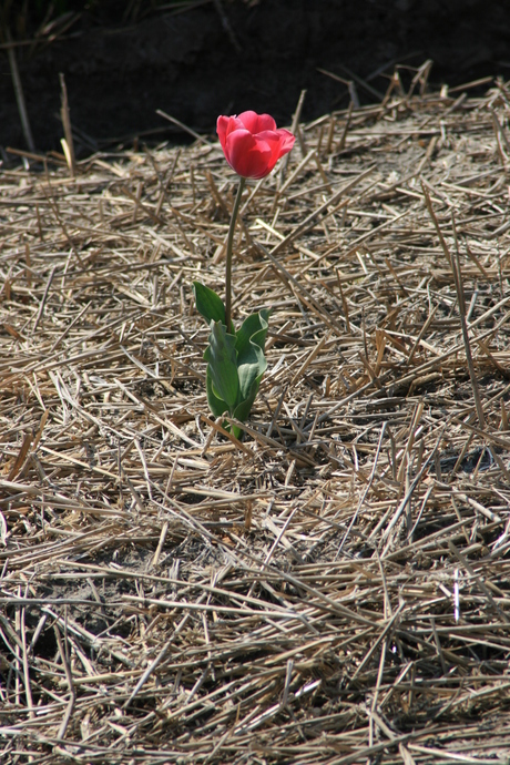 Last flower standing