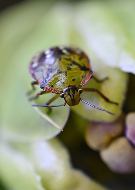 Zuidelijke groene schildwants