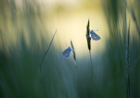 Common blue