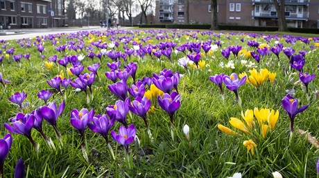 veldje met krokussen