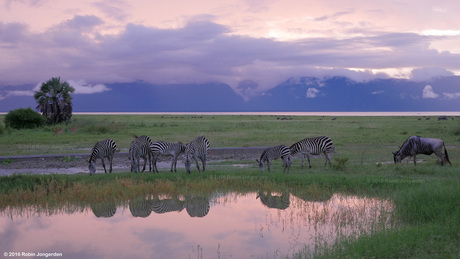 Zebra's in Tarangire National Park - Tanzania