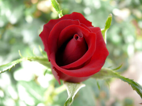 Red rose