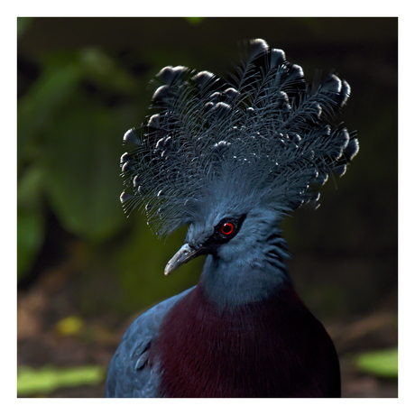 Victoria kroonduif poseert