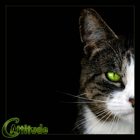 &quot;cAttitude&quot;