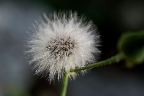 paardenbloempluis