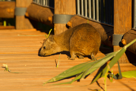 Hyrax / Rock dassie Kalahari