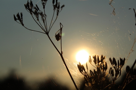 Zon door spinneweb