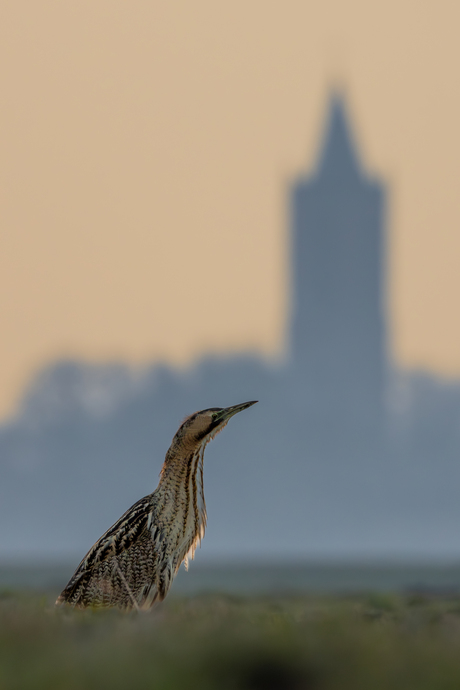 De manke Roerdomp van Eemnes