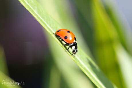 Lieveheersbeestje in de tuin