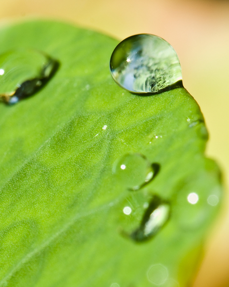 Rain drops