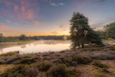 Paarse heide
