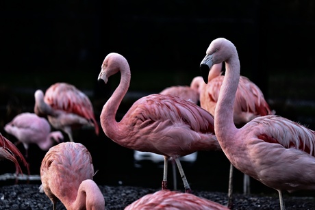 Flamingo - ZooPlanckendael