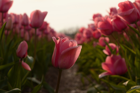 Roze tulp in een tulpenveld