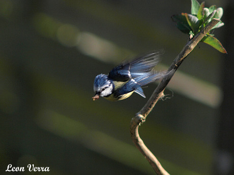 Pimpelmees in vogelvlucht