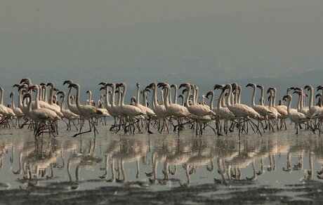 Flamingos Nakuru Lake