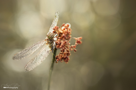 Dewdrops