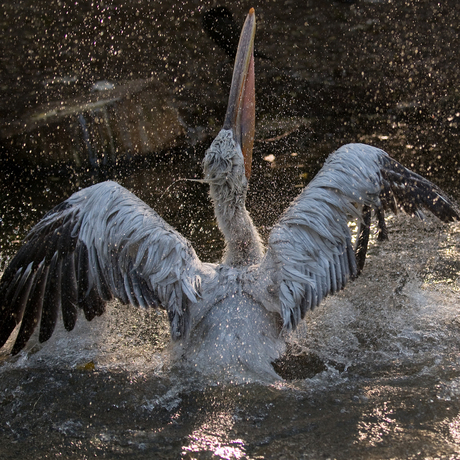 Spetter, pieter, pater, lekker in het water