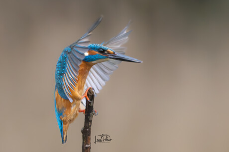IJsvogel