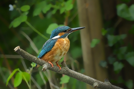 IJsvogel