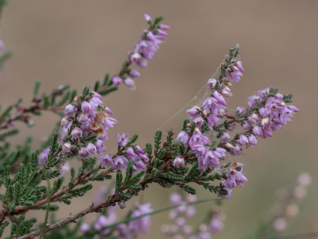 De natuur in pasteltinten 
