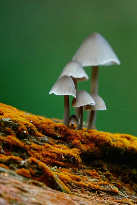 Portugese alg met Bundelmycena