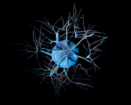 Juffertje in 't groen