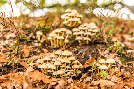 Een flat van paddenstoelen