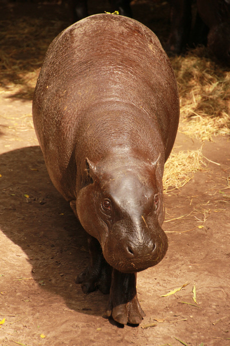 kleine nijlpaard