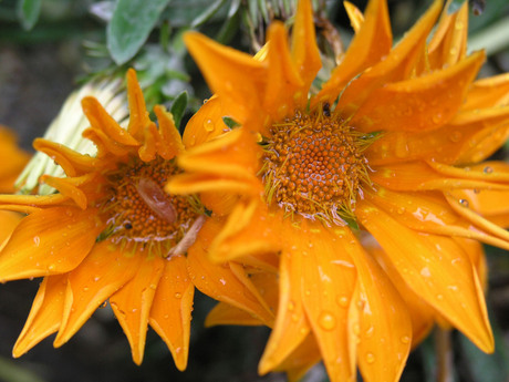 Natgeregende bloemen