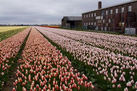 De Bollenstreek