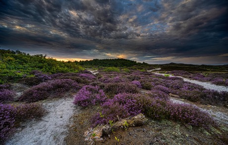 Boomstam tussen de heide