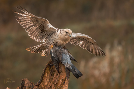 Roofvogel met prooi