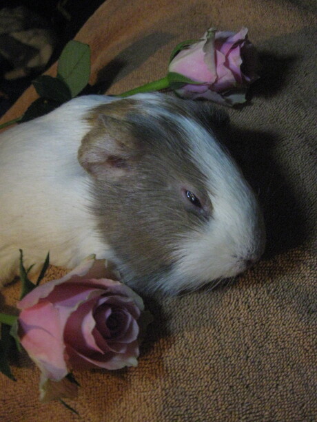 Vaarwel lieve cavia Nel.