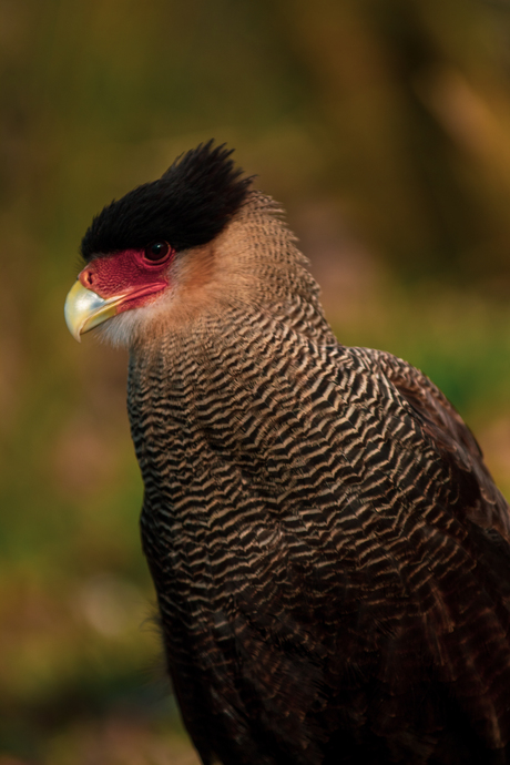 De kuifcaracara