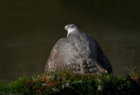 Northern Goshawk