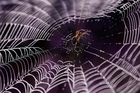 spinnenweb op de hei