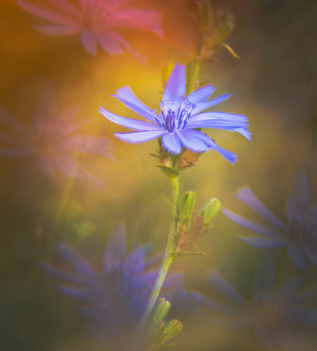Purple flower 