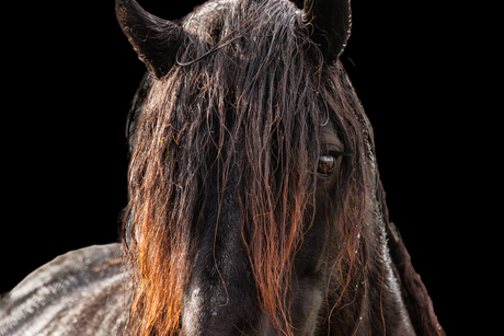 Prachtig paard in het wild