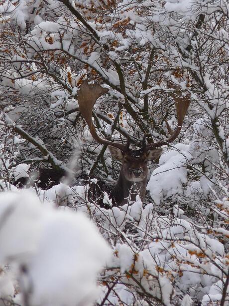 Damhert in de sneeuw