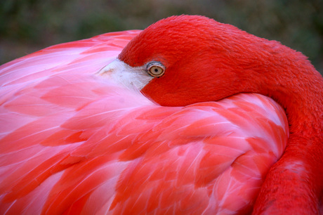 Snoozing Flamingo