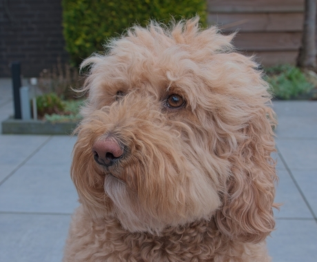 moet naar de trimmer..