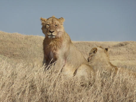 Serengeti Leeuwen