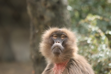 Gelada