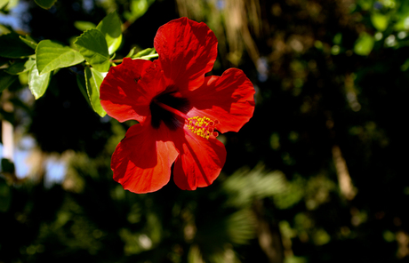 Rood in de herfst