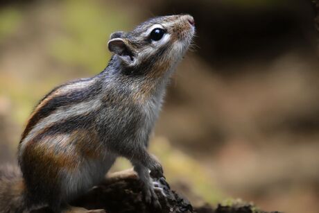 Siberische grond eekhoorn