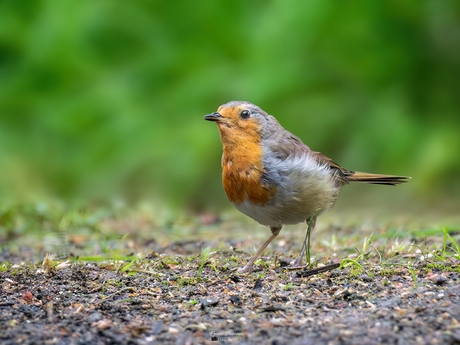 Vrolijk Roodborstje op de grond.