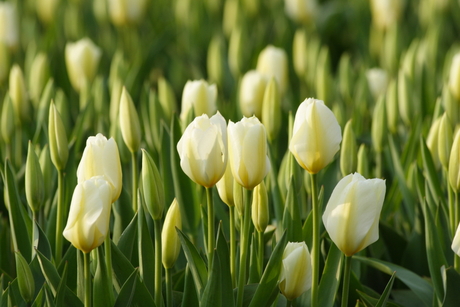 Tulpen Veld Wit 2