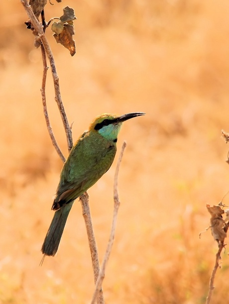 Groene Bijeneter