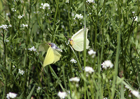 dansende vlinders