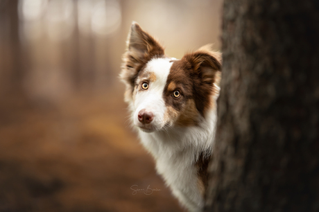 Bordercolliepup portret